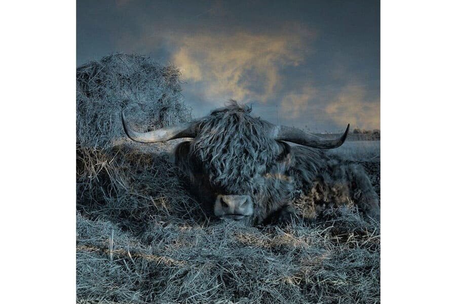 outlet-glasbild-stier outlet-glasbild-stier